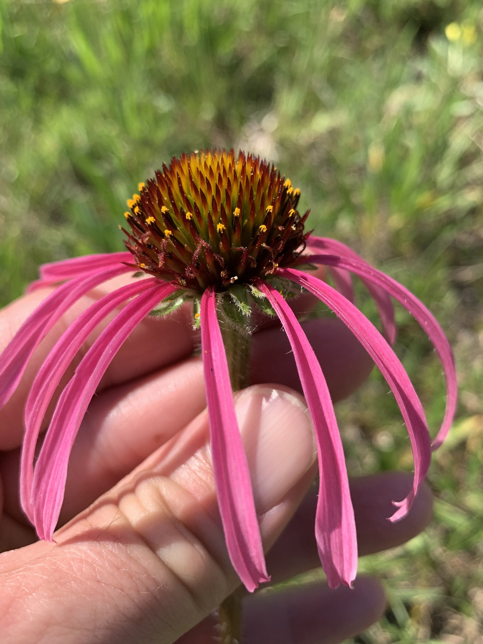 Echinacea simulata