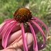Wavyleaf Purple Coneflower - Photo (c) Dwayne Estes, some rights reserved (CC BY-NC), uploaded by Dwayne Estes