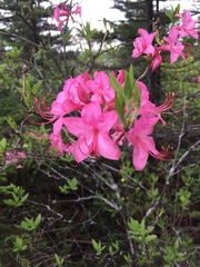 Rhododendron prinophyllum