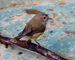 Striated Thornbill photo 5