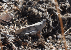 Trimerotropis thalassica