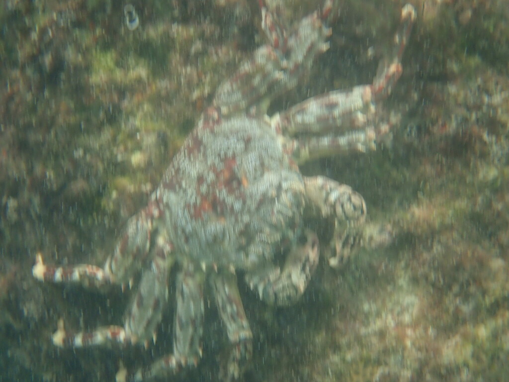tidal spray crab