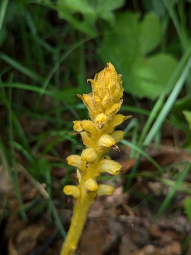 Image of Orobanche flava by no rights reserved