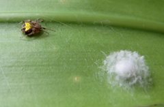 Araneus albotriangulus