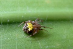 Araneus albotriangulus