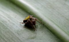 Araneus albotriangulus