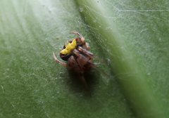 Araneus albotriangulus