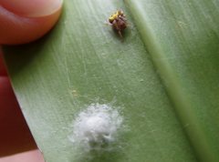 Araneus albotriangulus