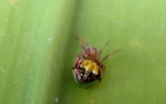 Araneus albotriangulus