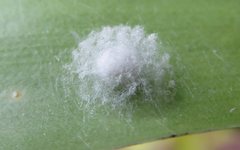 Araneus albotriangulus