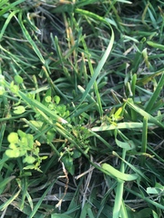 Lepidium virginicum image