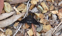 Hemipenthes velutina
