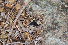 Hemipenthes velutina