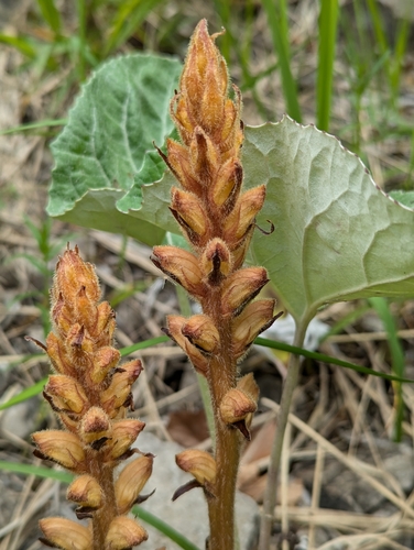 Image of Orobanche flava by no rights reserved