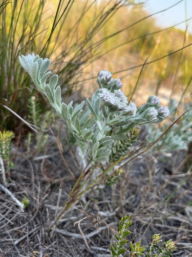 Image of Petalacte coronata by (c) Charleen Brunke, some rights reserved (CC BY)
