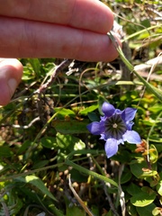 Gentiana affinis ovata