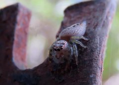 Opisthoncus parcedentatus