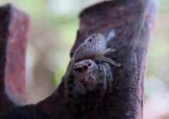 Opisthoncus parcedentatus