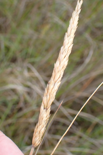 Image of Koeleria pyramidata by no rights reserved