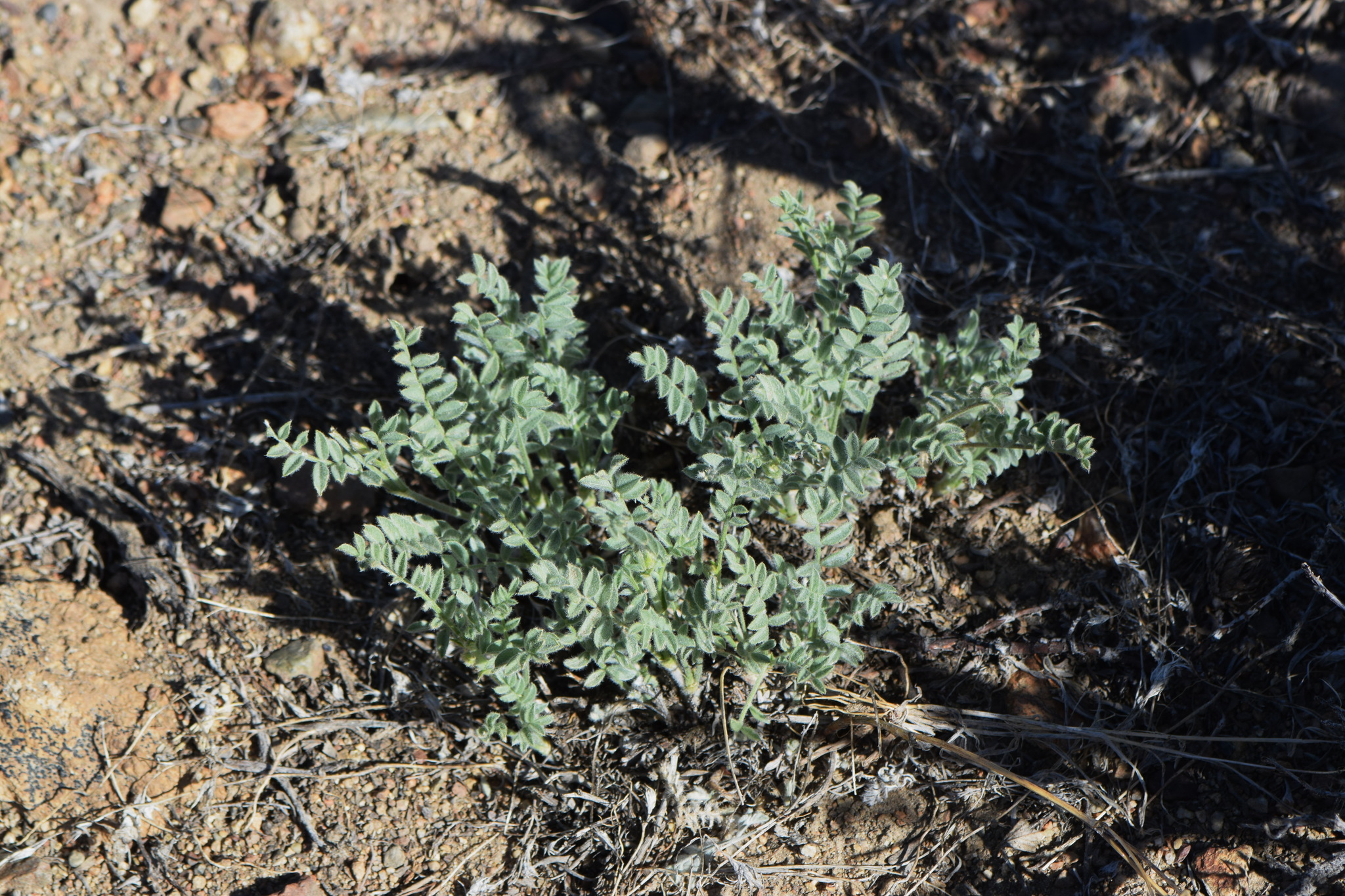Astragalus andersonii