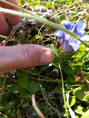 Gentiana affinis ovata