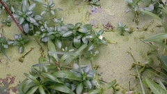 Ludwigia adscendens