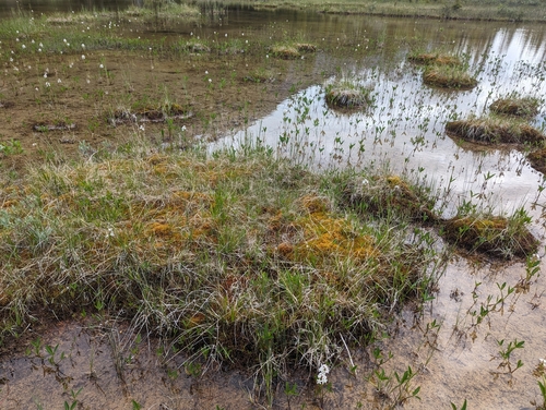 Image of Golden Fuzzy Fen Moss (Tomentypnum nitens) by (c) Caleb Catto, some rights reserved (CC BY)