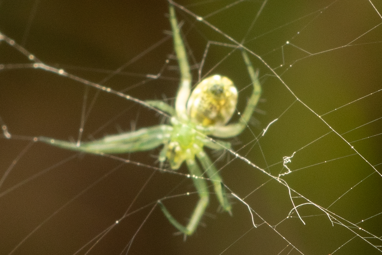 lined orbweaver