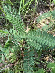 Astragalus tennesseensis