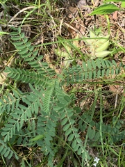 Astragalus tennesseensis