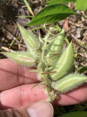 Astragalus tennesseensis