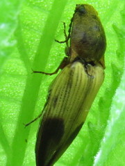 Stropenron hamata