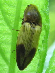 Stropenron hamata
