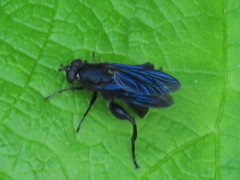 Chalcosyrphus chalybeus