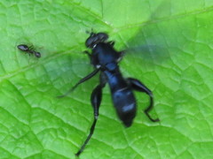 Chalcosyrphus chalybeus