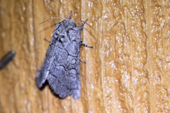 Pseudopanthea palata