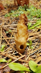 Morchella snyderi
