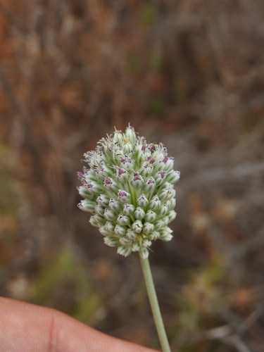 Image of Allium sardoum by (c) Duarte Frade, some rights reserved (CC BY)