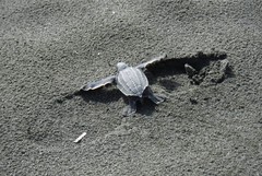 Dermochelys coriacea