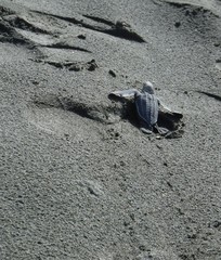 Dermochelys coriacea