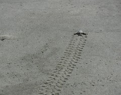 Dermochelys coriacea
