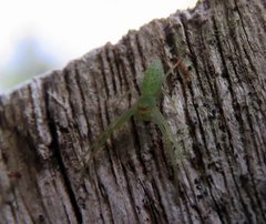 Cetratus rubropunctatus