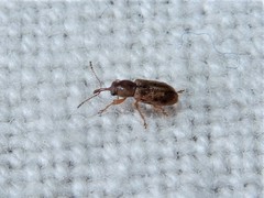 Rhinorhynchus rufulus