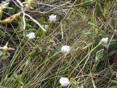 Eriophorum vaginatum