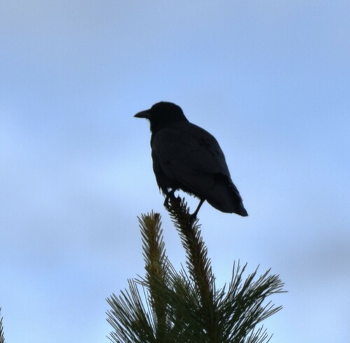 iNaturalist observation 2024-06-18