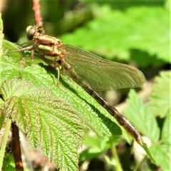 Phanogomphus spicatus