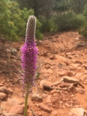 Dalea searlsiae