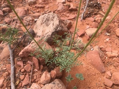 Dalea searlsiae