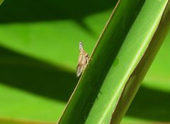 Aconophora compressa