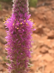 Dalea searlsiae